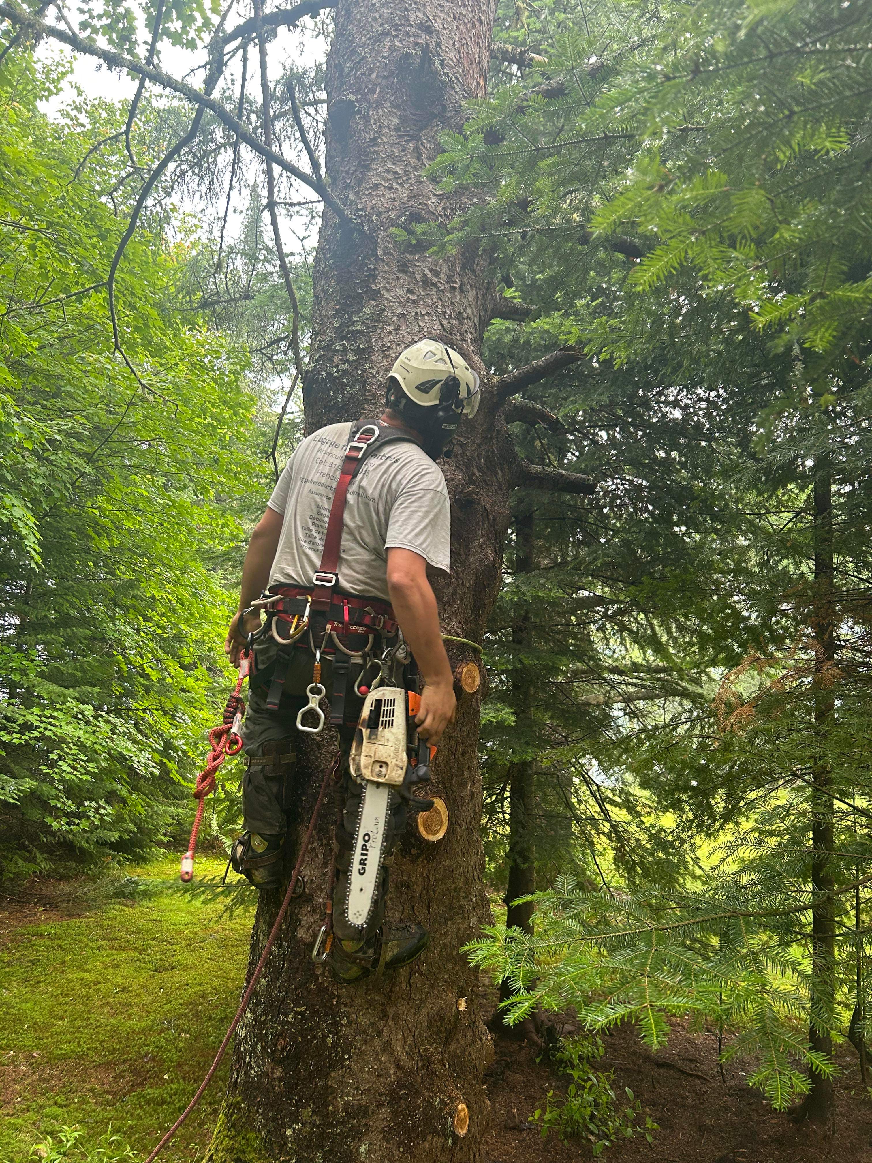 Images Élagage Frère d'Arbres