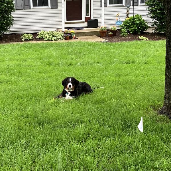 Invisible Fence Brand