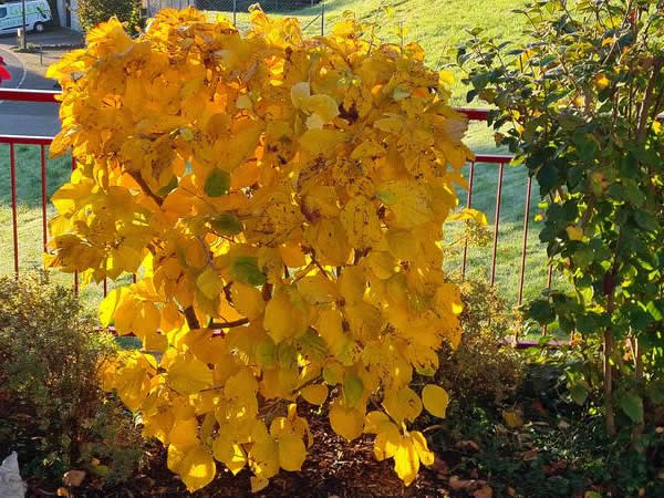 Bilder BRÜHWILER-GARTENBAU, BAUMPFLEGE