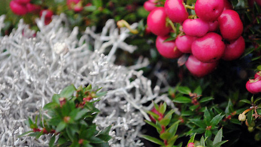 Images Curt Sillström Åkeri AB