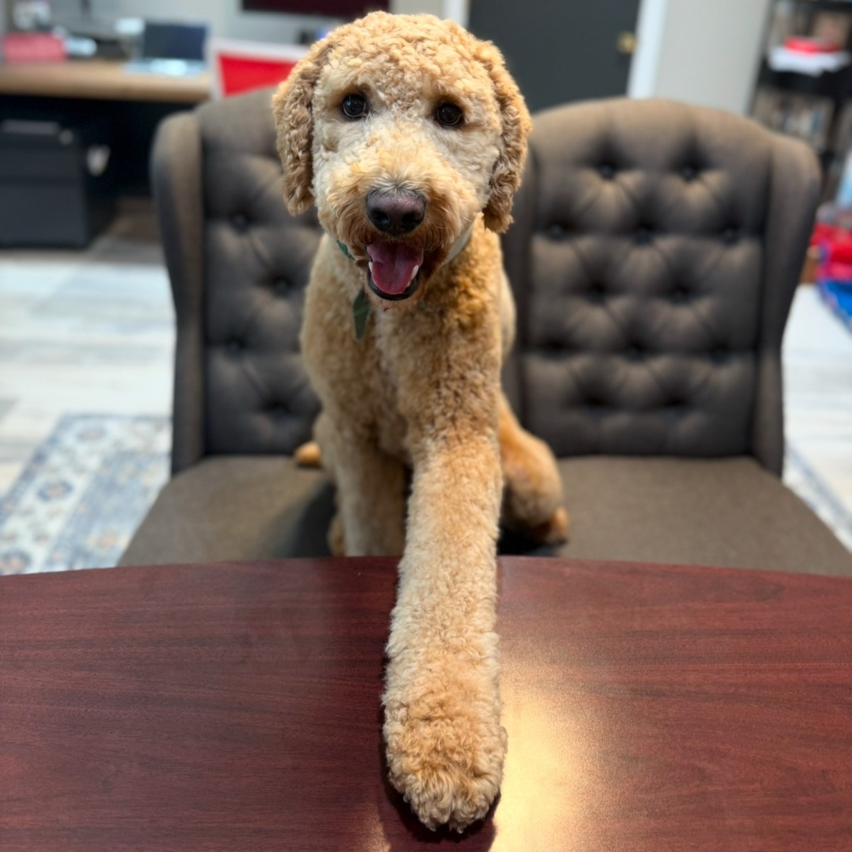 Looks like we have an office assistant in training. Keeping watch at the desk, greeting visitors, and making the workday a little more fun!