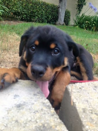 Images Del Mar Doggers dog walking, dog sitting, overnight stays