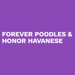 Forever Poodles & Honor Havanese
