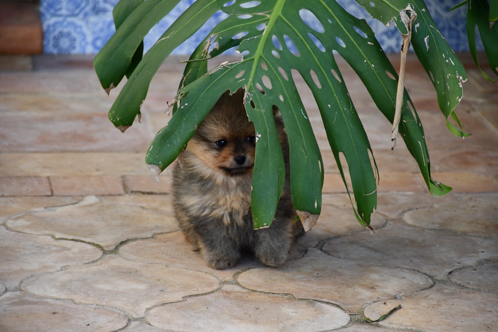 Images Olimpo De Zeus