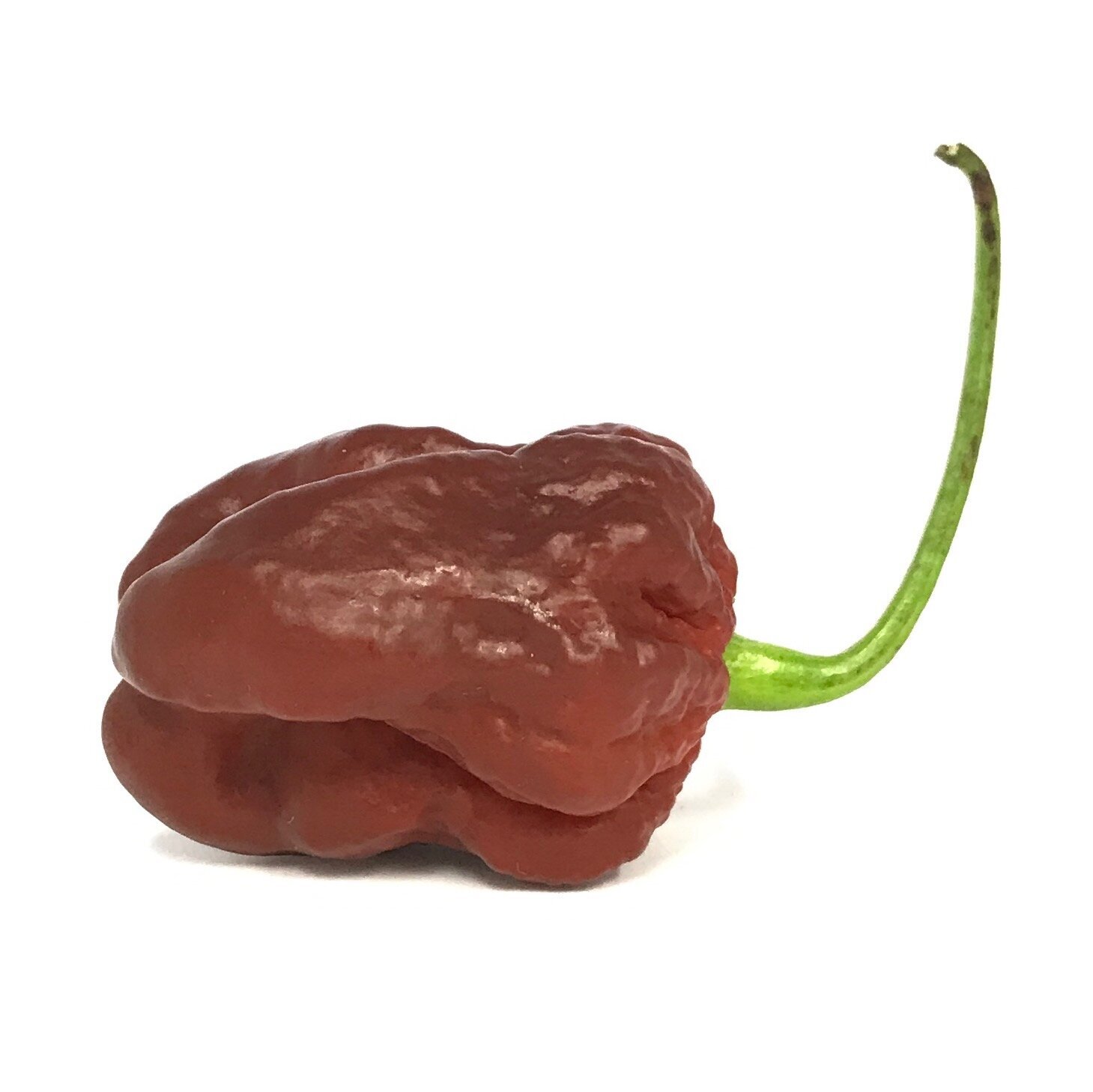 Images Chilli Mash Company
