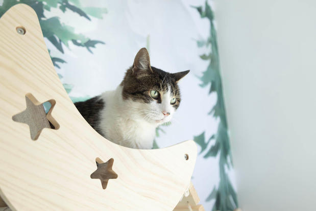 Images Cozy Cat Suites