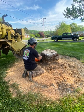 Images Fine Cut & Trim