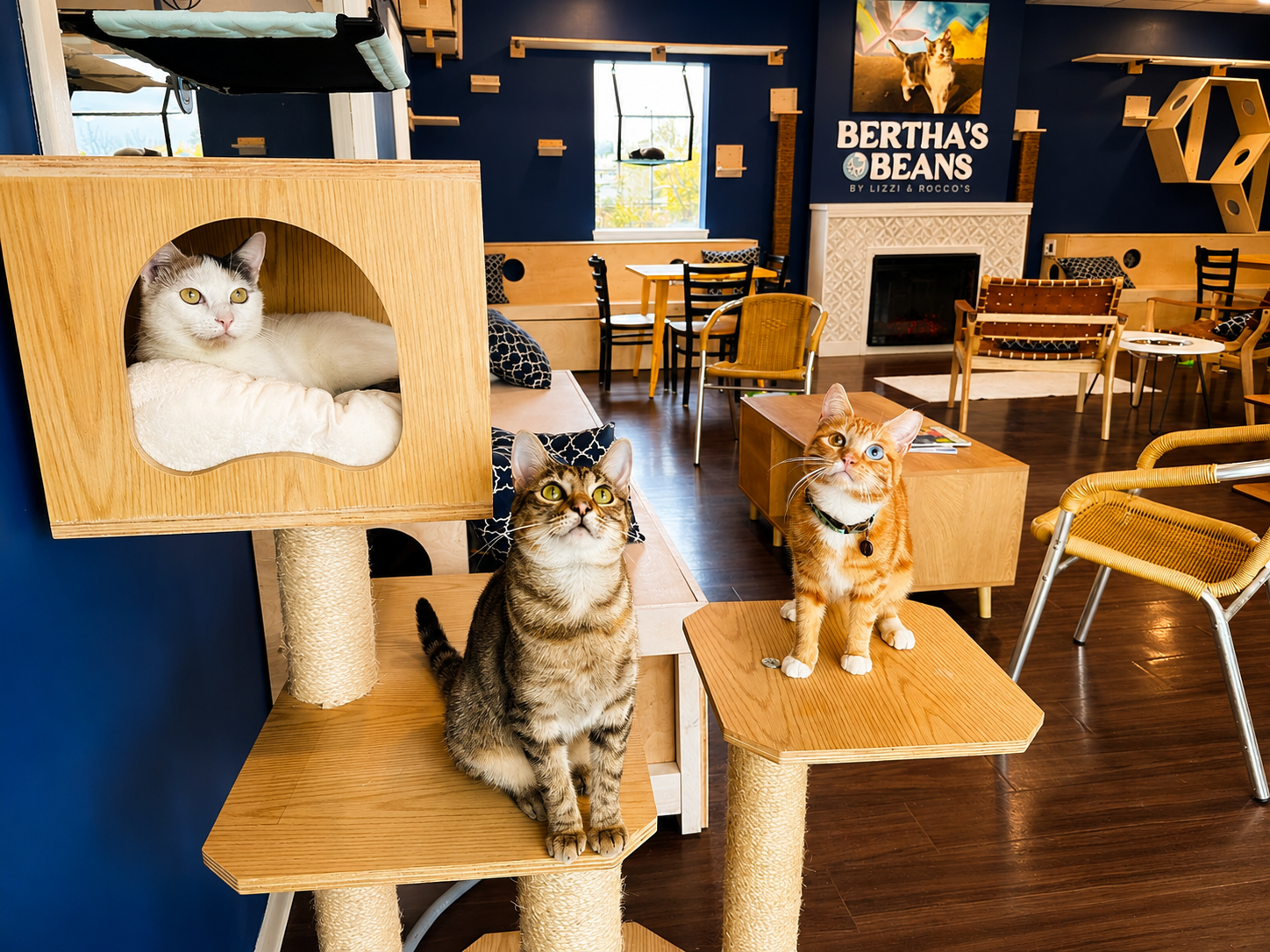 Meet the friendly resident cats at Bertha's Beans Cat Café! Relax in a cozy lounge with cat trees, c 