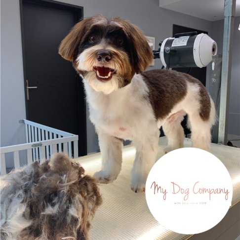 MY DOG COMPANY GmbH, Alderstrasse 28 in Zürich