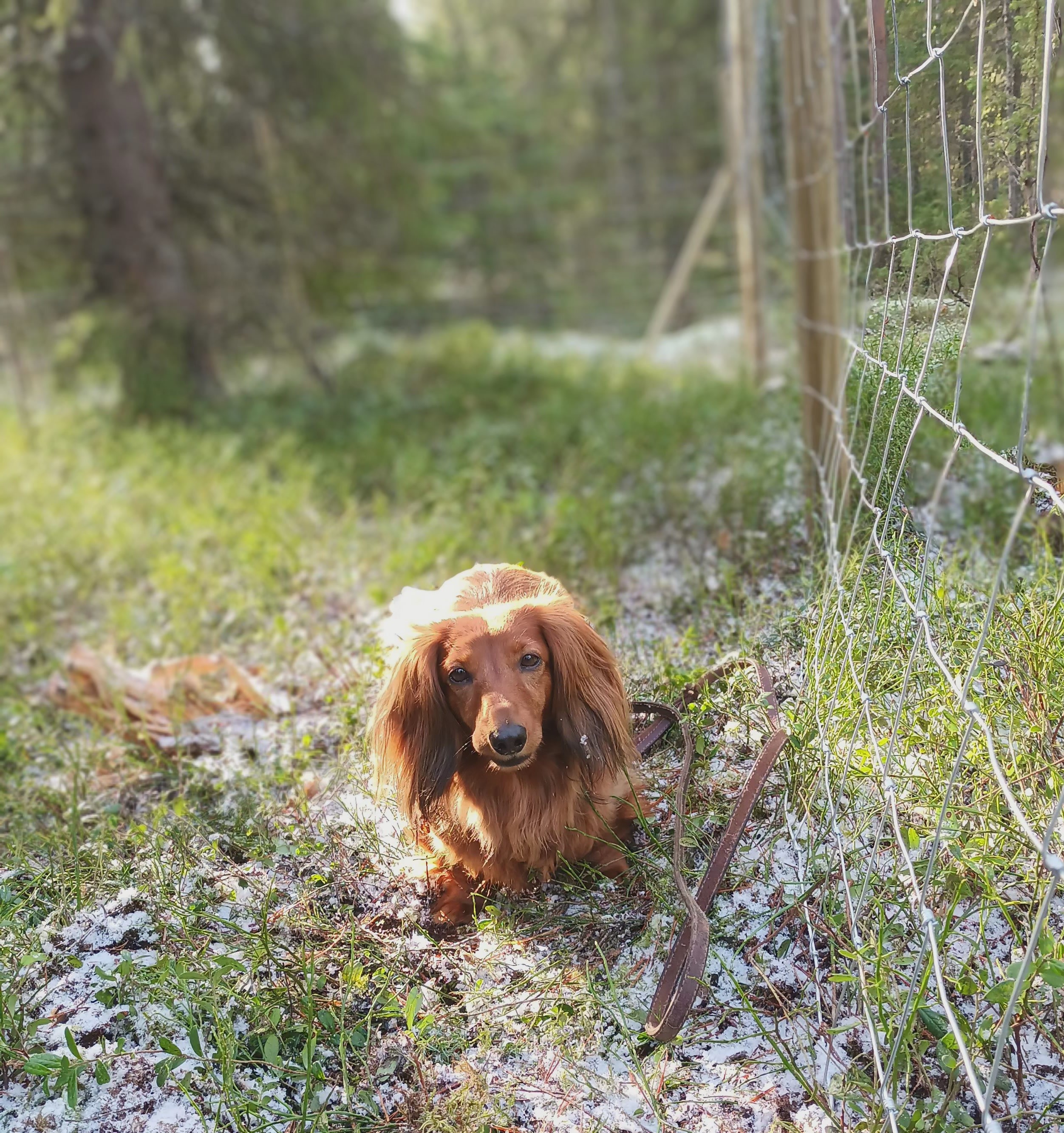 Images Taivallahden Tassut