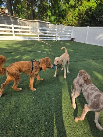 Images Wag Watchers DayCare & Spa