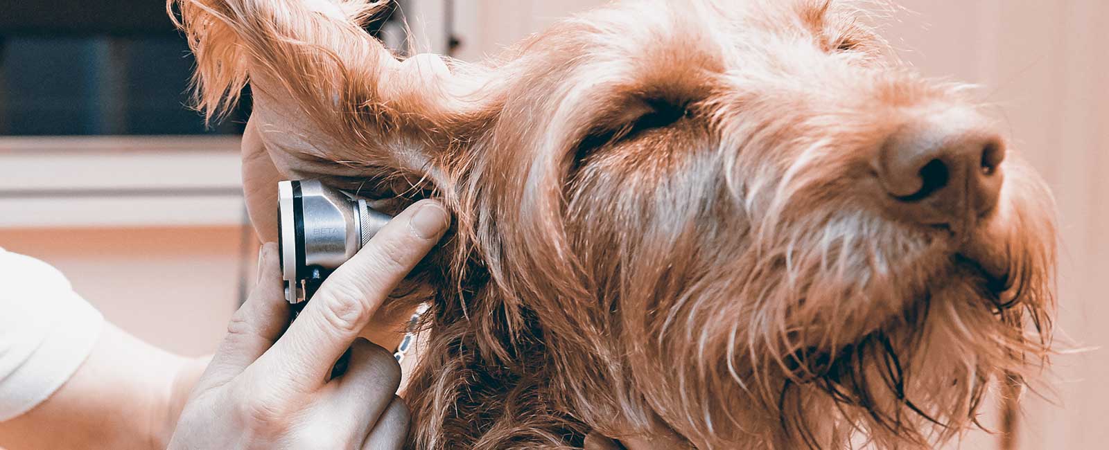 Bild 3 von Tierarztpraxis Rosenhof