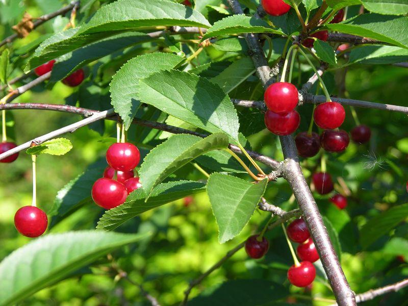 Images Ahosen Taimisto