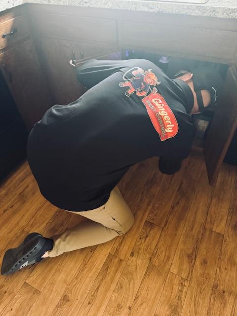 Images Gingerly Pest Control