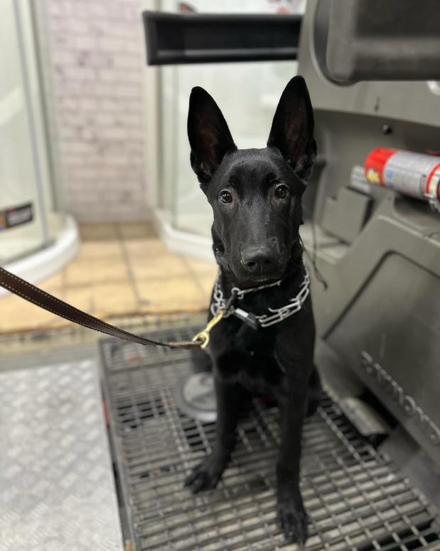 Images Unleashed K9 Of Minnesota