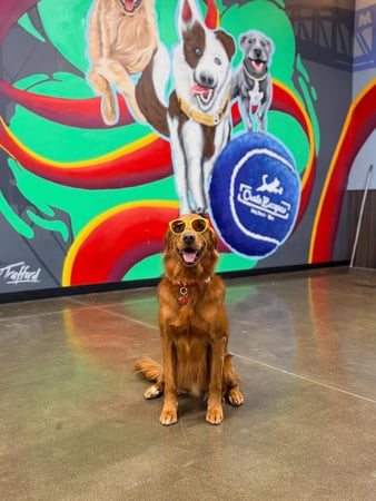 Images Crate Escapes Dog Park + Bar