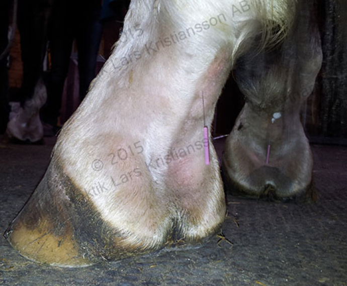 Images Veterinärpraktik Lars Kristiansson AB