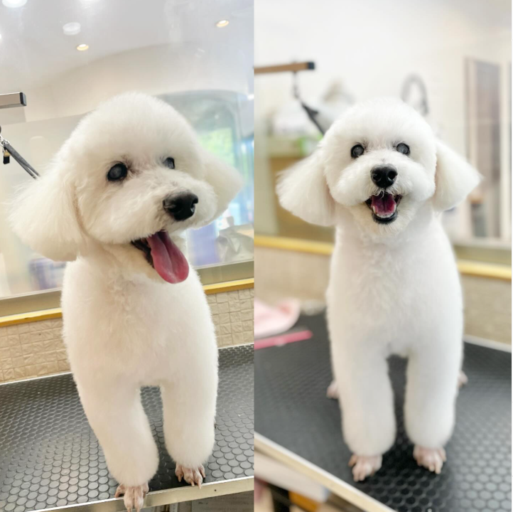 Images dog salon buku2
