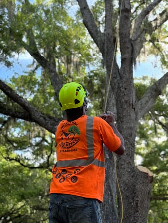Images All Your Way Tree Service