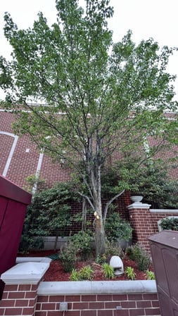Images Allen's Tree Service, Inc.