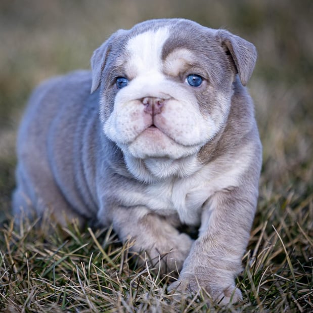 Images Gold Paw Canine
