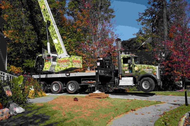 Images Danilo's Professional Tree Service & Landscaping Co