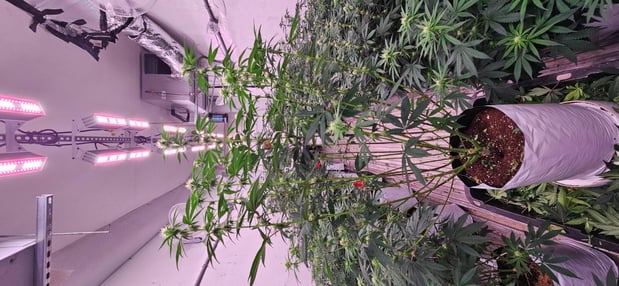 Images The Farm Weed Dispensary - Felton