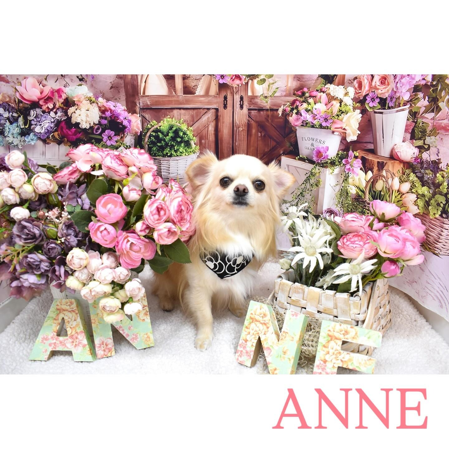 Images わんわんスタイルANNE