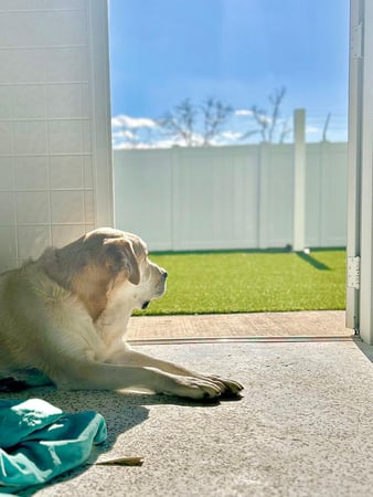 Images Our Dog House in Argyle LLC