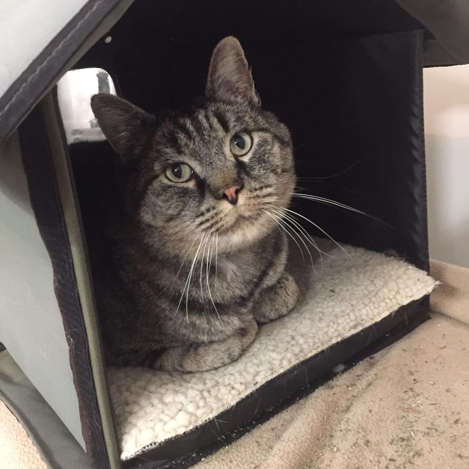 Dr. Remien's Mobile Veterinary Service