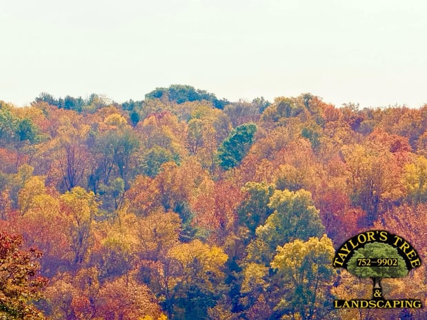 Images Taylor's Tree & Landscaping