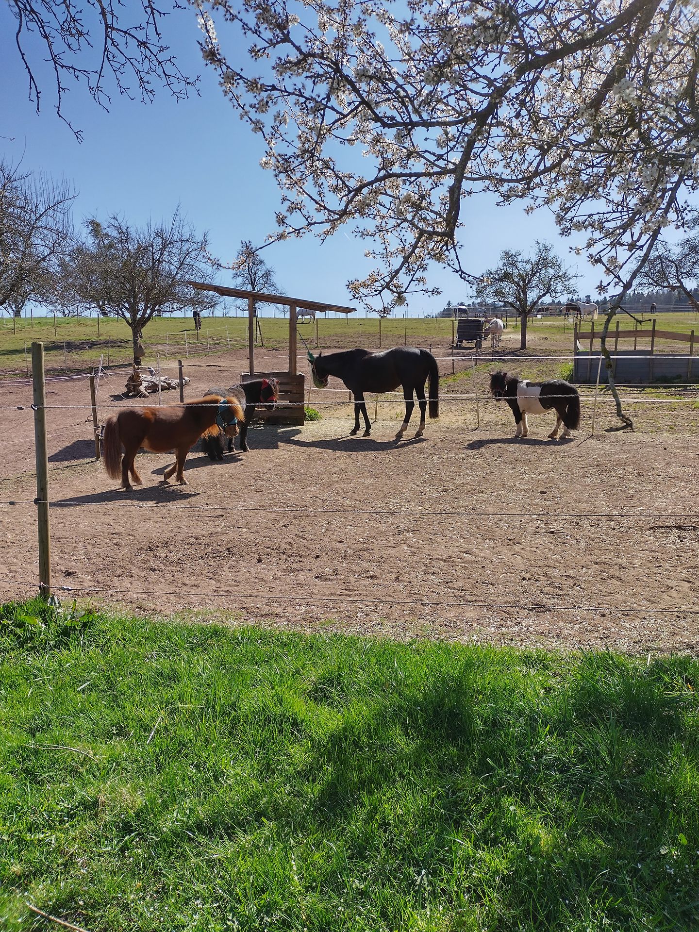Reitanlage Weltenschwann, Rötelbachstr. 59-61 in Calw