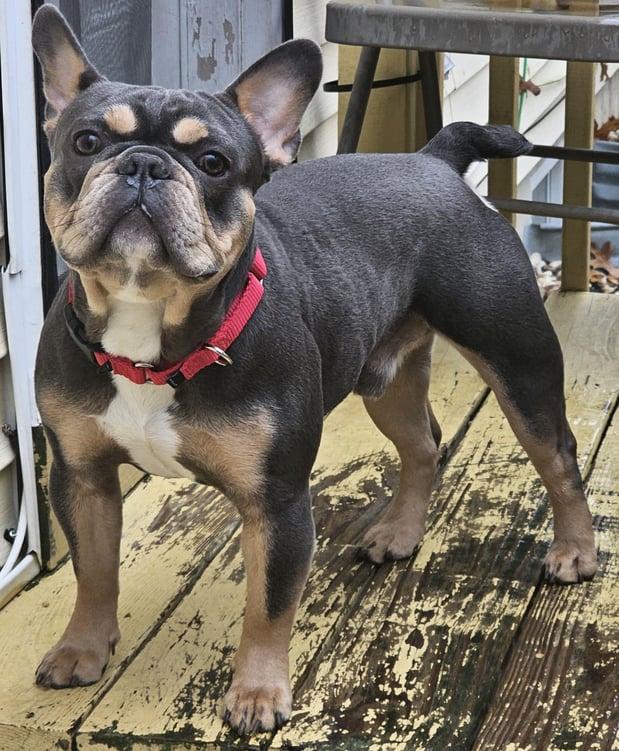 Images ABC's of Dog Training