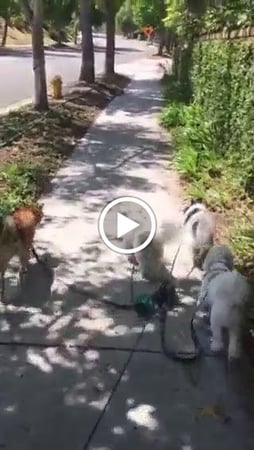 Images Del Mar Doggers dog walking, dog sitting, overnight stays