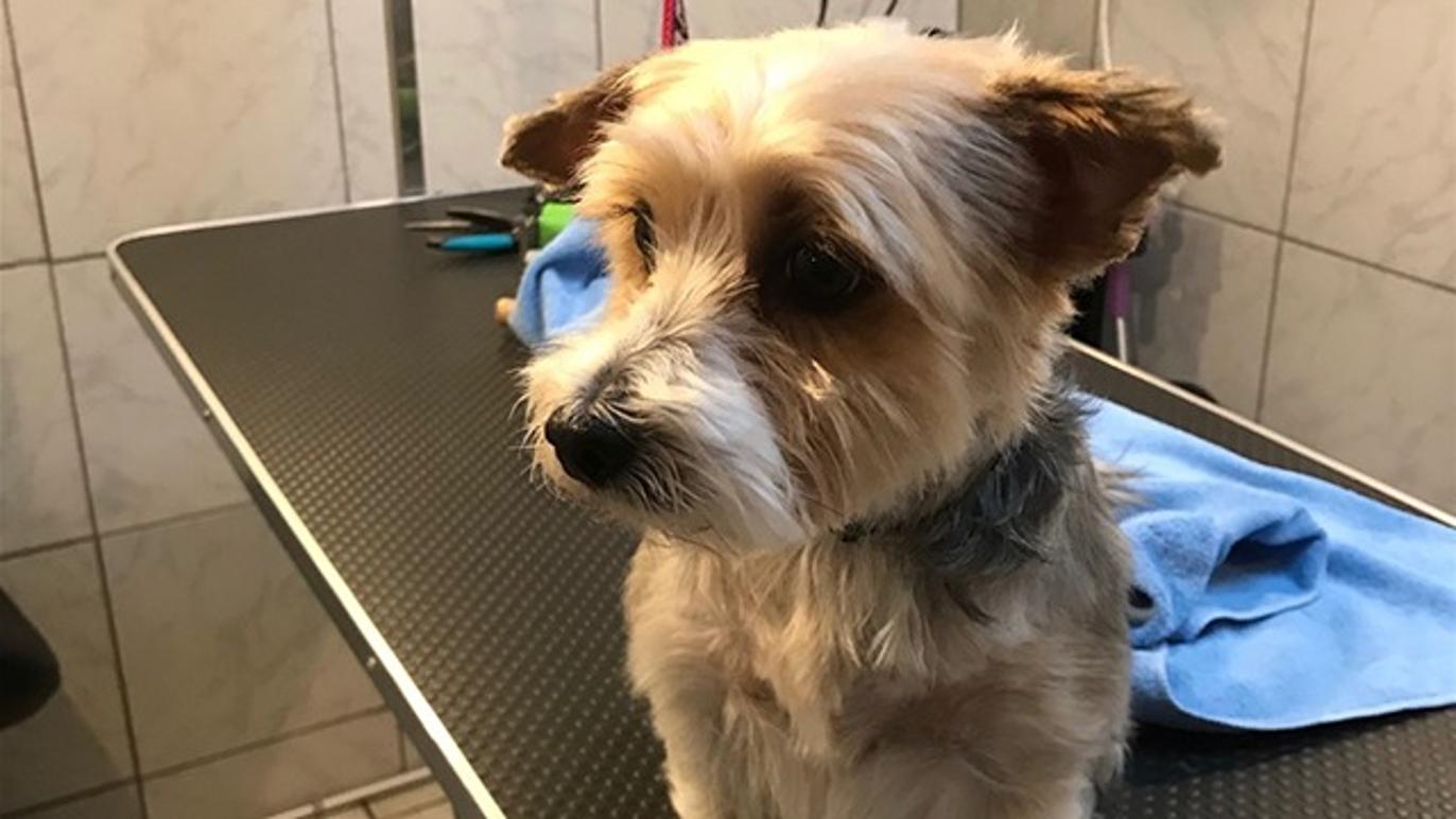 Images Hjallese hundesalon