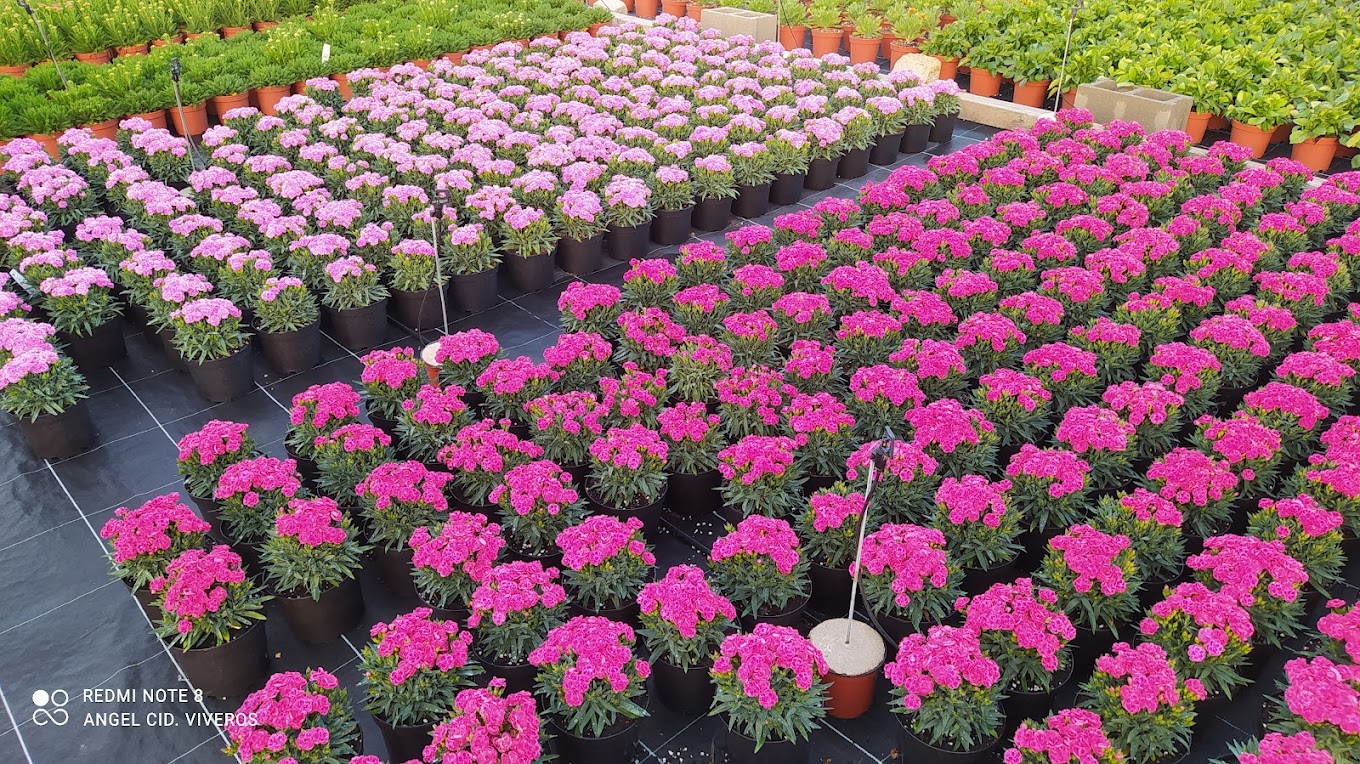 Images Viveros Ángel Cid