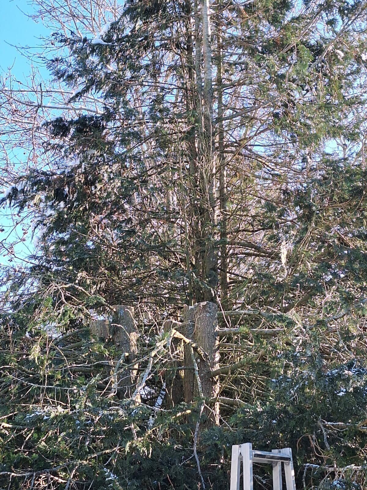 Bilder HDS Hausmeisterservice Entrümpelung Baumfällung Entkernung Demontage Altmetall-Entsorgung