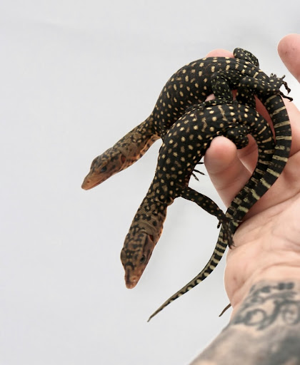 Images Cold Blooded Kingdom