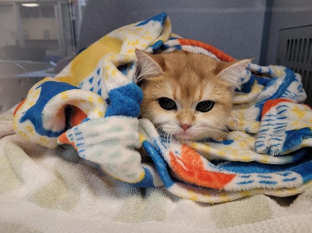 Images VCA Southeast Portland Animal Hospital
