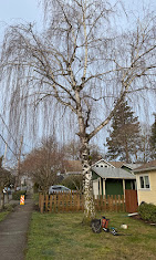 Images Alexa's Tree Service