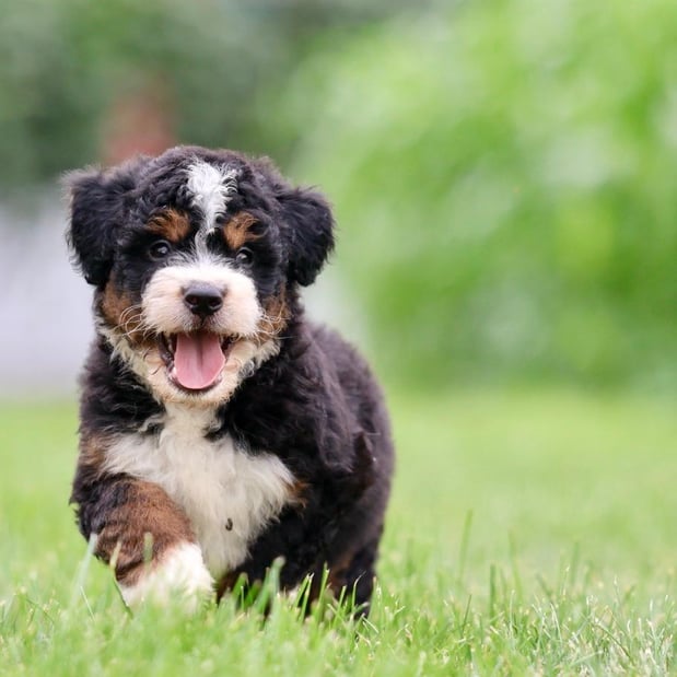 Images Berry Patch Puppies LLC