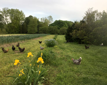 Images Cottingham Farm