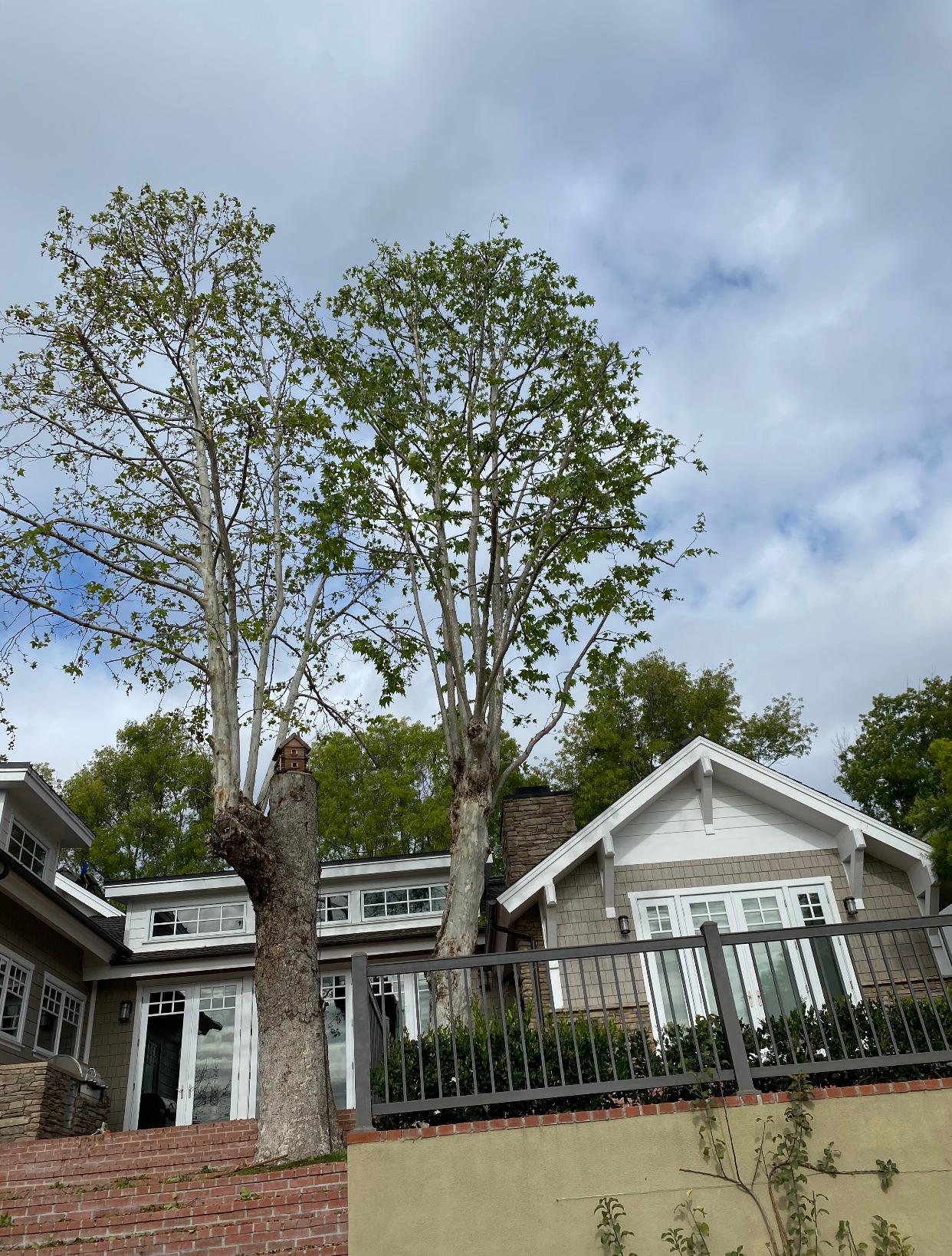 Rosewood Tree and Landcare Photo