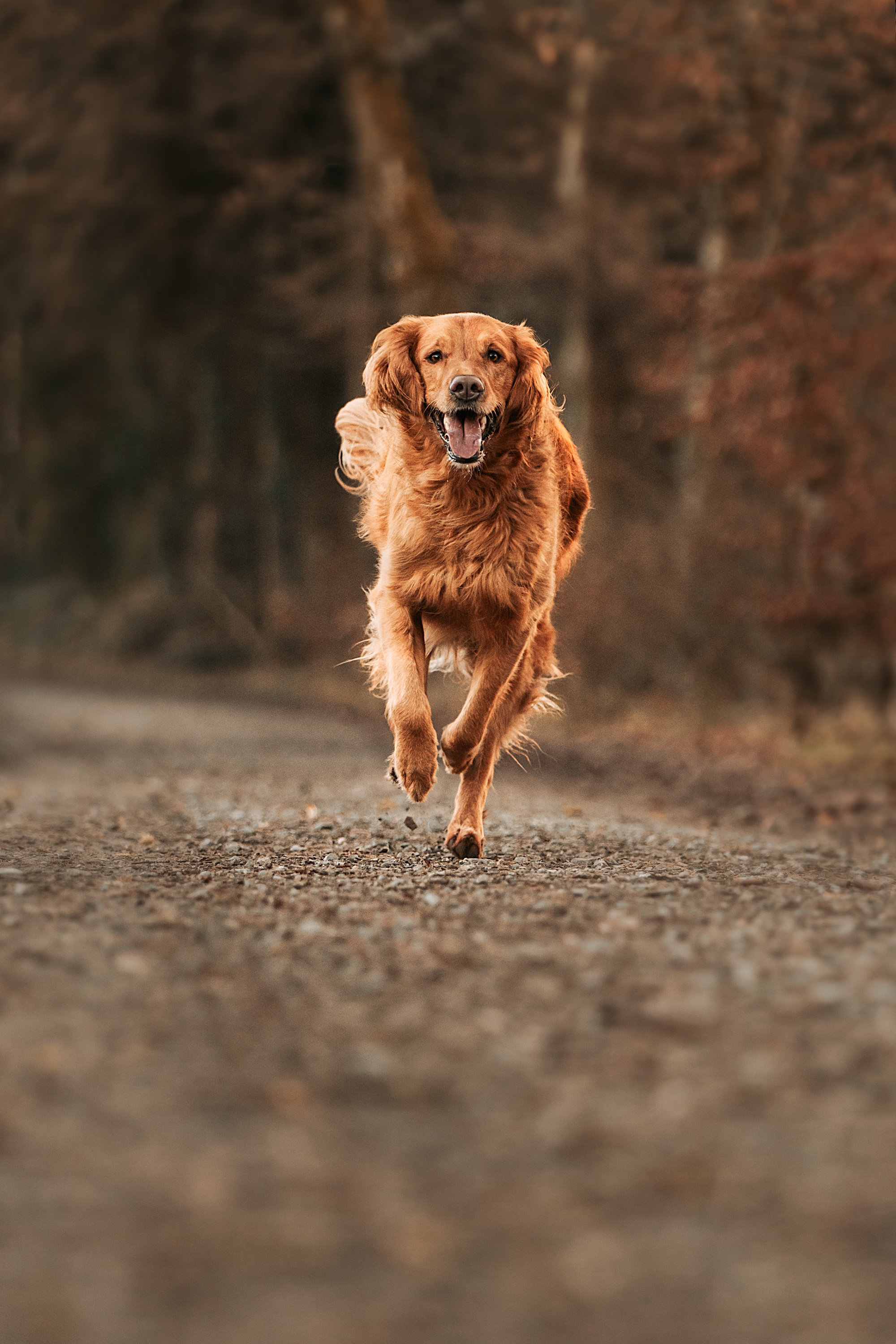 Bild 9 Hundeschule Schussenpfoten in Ravensburg