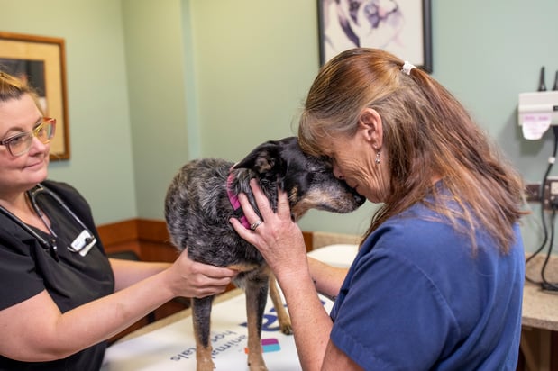 Images VCA Cairo Animal Hospital
