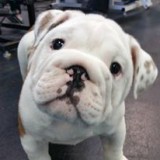 Images Featherle Pet Care Chantilly