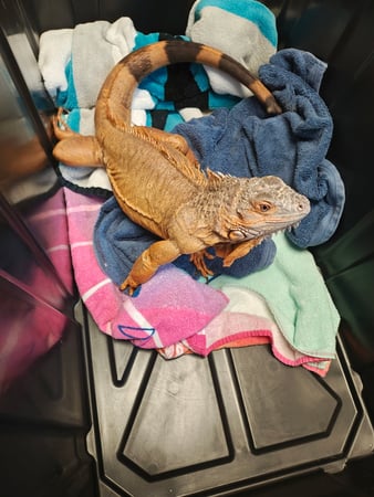 Images VCA Peone Pines Animal Hospital