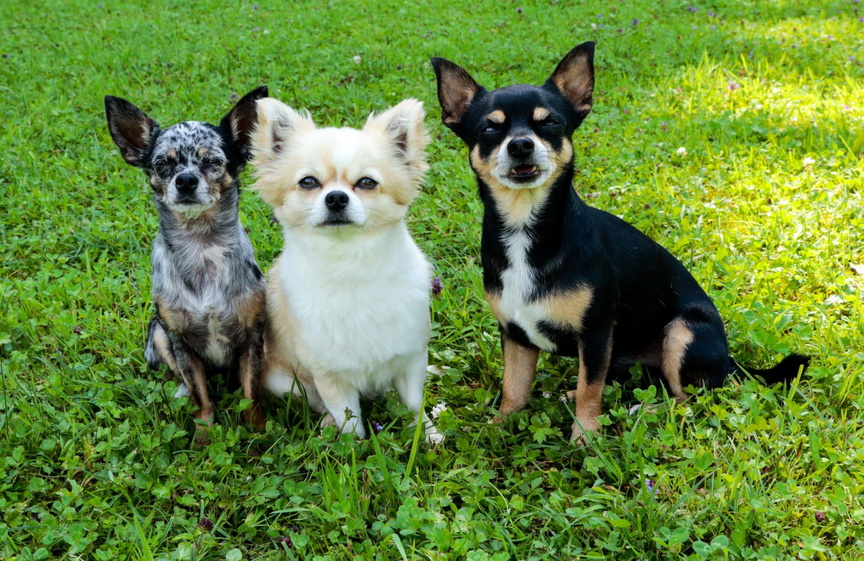 Bilder Hundeschule DOGS4LIFE.CH