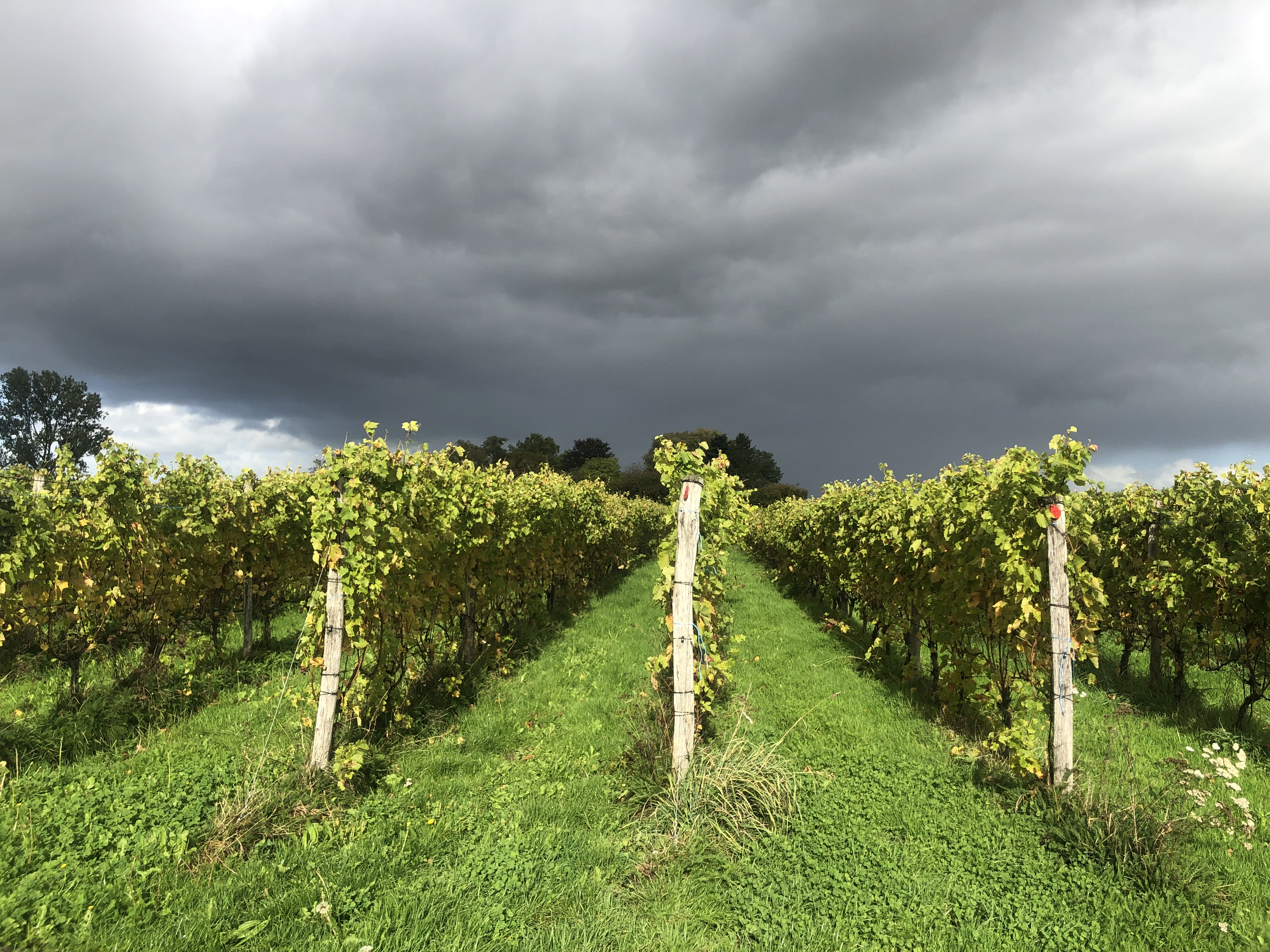 Foto's Landgoed Heenwerf - Heenwerf Winery BV