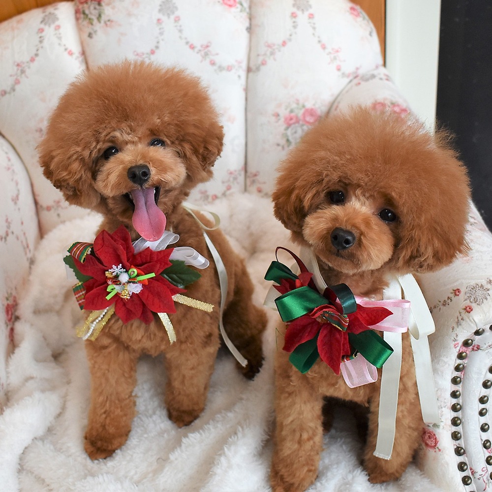 Images わんわんスタイルANNE